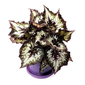 Tornado Rex Begonia